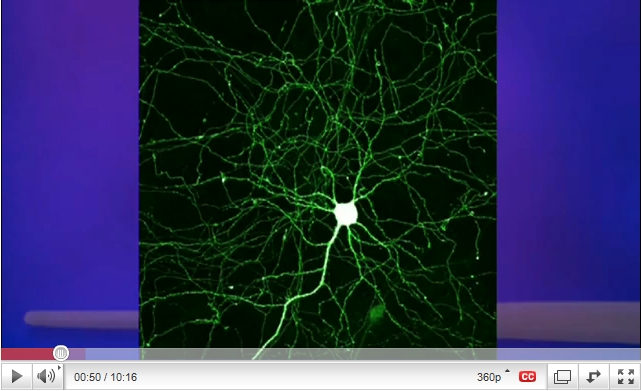 Ramachandran Mirror Neurons